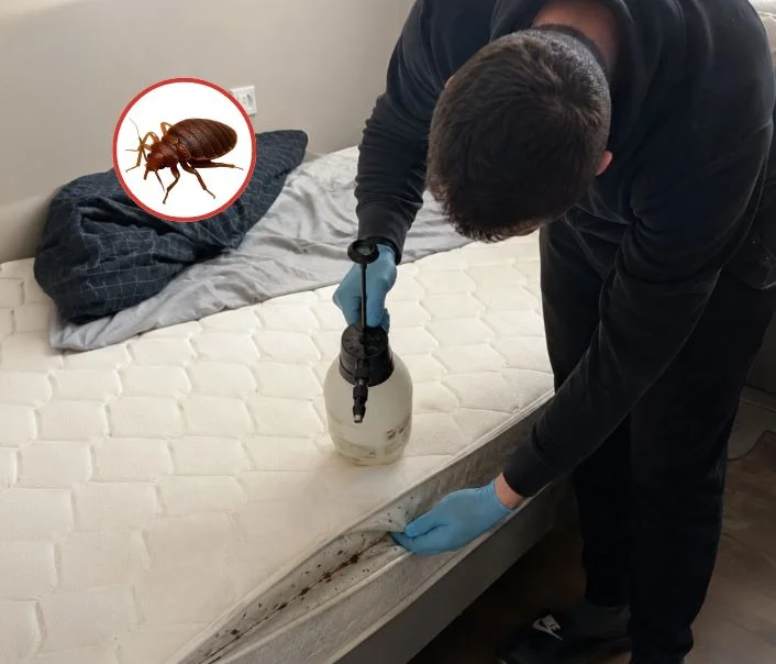 Technicien traitant un matelas contre les punaises de lit à Sainte-Mesme
